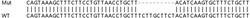 Abcam&nbsp;Human CCP110 (CP110) knockout HEK-293T cell lysate.