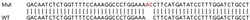 Abcam&nbsp;Human CCNI (Cyclin) knockout HEK-293T cell lysate.