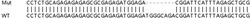Abcam Human ANP32A (PHAP1) knockout HEK-293T cell lysate.