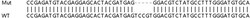 Abcam&nbsp;Human WNK2 knockout HEK-293T cell lysate.