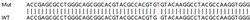 Abcam&nbsp;Human ULK3 knockout HEK-293T cell lysate.