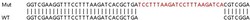 Abcam&nbsp;Human UFM1 knockout HEK-293T cell lysate.
