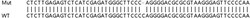 Abcam&nbsp;Human UBXN1 knockout HEK-293T cell lysate.