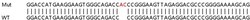 Abcam&nbsp;Human UBE2E1 (UBCH6) knockout HEK-293T cell lysate.
