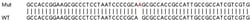 Abcam&nbsp;Human TXNRD2 knockout HEK-293T cell lysate.