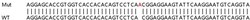 Abcam Human TRIM34 (RNF21/IFP1) knockout A549 cell lysate.