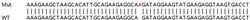 Abcam&nbsp;Human TPM3 (Tropomyosin 3) knockout HEK-293T cell lysate.