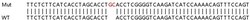 Abcam&nbsp;Human TMOD3 (Tropomodulin 3) knockout HeLa cell lysate.