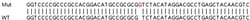 Abcam&nbsp;Human SRSF6 (SR protein repeat) knockout HEK-293T cell lysate.