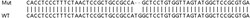 Abcam&nbsp;Human RPL22 knockout HEK-293T cell lysate.
