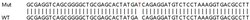 Abcam&nbsp;Human RCHY1 (Pirh2) knockout HeLa cell lysate.