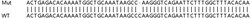 Abcam&nbsp;Human RALA knockout HeLa cell lysate.