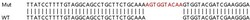 Abcam Human PTGES3 (p23) knockout HEK-293T cell lysate.