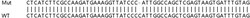 Abcam Human PSIP1 (LEDGF) knockout HEK-293T cell lysate.