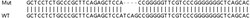 Abcam&nbsp;Human PPP5C (PP-T) knockout HEK-293T cell lysate.