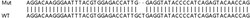 Abcam&nbsp;Human PHKA1 knockout HEK-293T cell lysate.