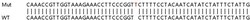 Abcam Human PFN2 (Profilin 2) knockout HeLa cell lysate.