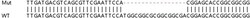 Abcam&nbsp;Human PARP2 knockout HEK-293T cell lysate.