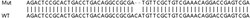 Abcam&nbsp;Human NUCKS1 knockout HEK-293T cell lysate.