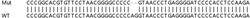 Abcam&nbsp;Human NTPCR (Nucleoside triphosphate phosphohydrolase) knockout HEK-293T cell lysate.