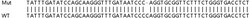 Abcam Human NSDHL knockout HEK-293T cell lysate.