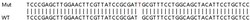 Abcam Human NPC2 (Niemann Pick C2) knockout HEK-293T cell lysate.