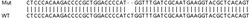 Abcam Human NME1 (NM23A) knockout HEK-293T cell lysate.