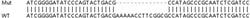 Abcam&nbsp;Human NDUFA11 (NDUAB) knockout HEK-293T cell lysate.