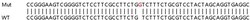 Abcam&nbsp;Human NCSTN (Nicastrin) knockout HEK-293T cell lysate.