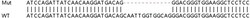 Abcam&nbsp;Human MPP1 knockout HEK-293T cell lysate.