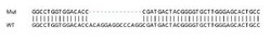Abcam&nbsp;Human MEOX1 (MOX1) knockout HeLa cell lysate.