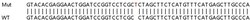 Abcam Human MAPK12 knockout HEK-293T cell lysate.