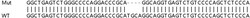 Abcam&nbsp;Human LILRB4 (ILT-3) knockout A549 cell lysate.