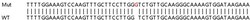 Abcam Human LAMTOR3 (MAP2K1IP1) knockout HeLa cell lysate.