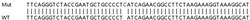 Abcam&nbsp;Human IRF2 knockout A549 cell lysate.