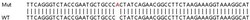 Abcam&nbsp;Human IRF2 knockout A549 cell lysate.