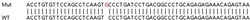 Abcam Human IPO4 (Importin4/Imp4) knockout HEK-293T cell lysate.