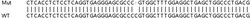 Abcam&nbsp;Human IFNL3 knockout A549 cell lysate.
