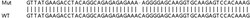Abcam&nbsp;Human HNRNPR knockout HEK-293T cell lysate.