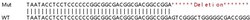 Abcam&nbsp;Human HNRNPA3 knockout HEK-293T cell lysate.