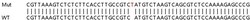 Abcam&nbsp;Human HNRNPA1L2 (Heterogeneous Nuclear Ribonucleoprotein A1-like) knockout HEK-293T cell lysate.