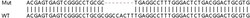 Abcam&nbsp;Human HNRNPA0 knockout HEK-293T cell lysate.
