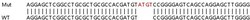 Abcam Human GSTO1 (glutathione S transferase Omega 1/p28) knockout HEK-293T cell lysate.