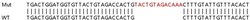 Abcam&nbsp;Human GNAI1 knockout HEK-293T cell lysate.