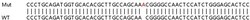 Abcam Human GIT1 knockout HeLa cell lysate.