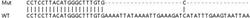 Abcam Human GBP2 knockout A549 cell lysate.