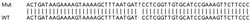 Abcam Human GBP2 knockout A549 cell lysate.