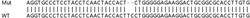 Abcam&nbsp;Human FZD1 (Frizzled homolog 1) knockout HeLa cell lysate.