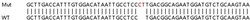 Abcam Human EXOC2 knockout HeLa cell lysate.