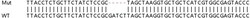 Abcam&nbsp;Human DRG1 knockout HEK-293T cell lysate.